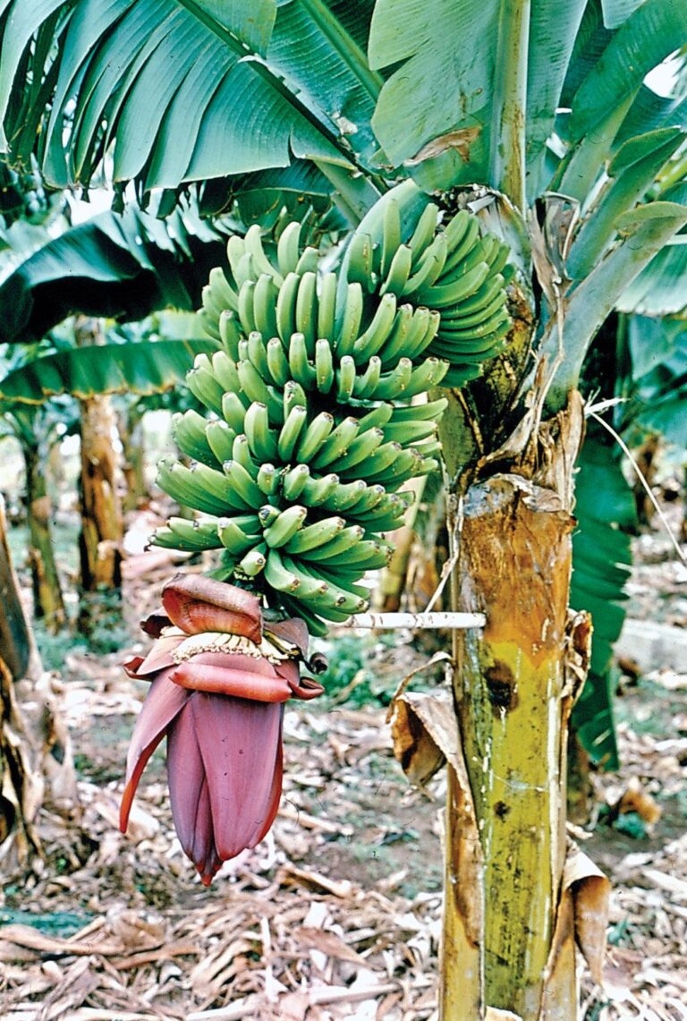 bananas-bunch