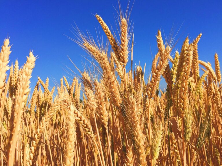 wheat-1536x1152