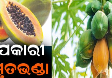 ନିୟମିତ ଖାଆନ୍ତୁ ଅମୃତଭଣ୍ଡା: ଫାଇଦା ଜାଣିଲେ ଉଡ଼ିଯିବ ହୋଶ୍‌