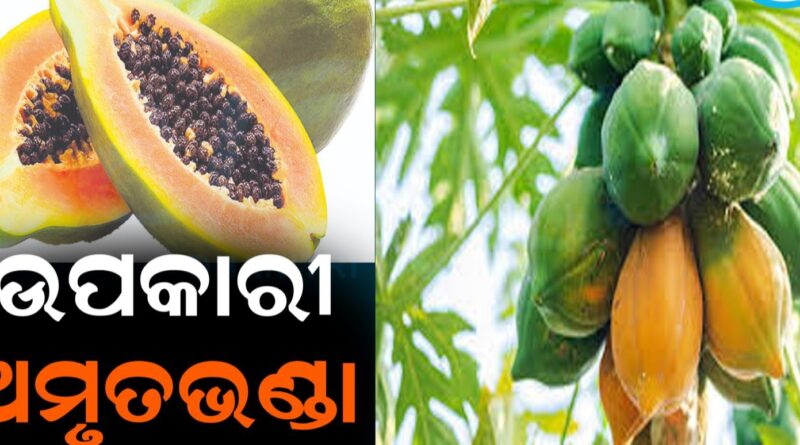 ନିୟମିତ ଖାଆନ୍ତୁ ଅମୃତଭଣ୍ଡା: ଫାଇଦା ଜାଣିଲେ ଉଡ଼ିଯିବ ହୋଶ୍‌