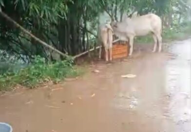 ବରୀ ବ୍ଲକ ରତାଳଙ୍ଗରେ ବନ୍ୟା ବିଭୀଷିକା