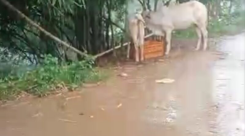 ବରୀ ବ୍ଲକ ରତାଳଙ୍ଗରେ ବନ୍ୟା ବିଭୀଷିକା